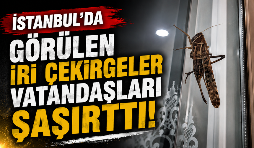 İstanbul'da görülen iri çekirgeler vatandaşları şaşırttı