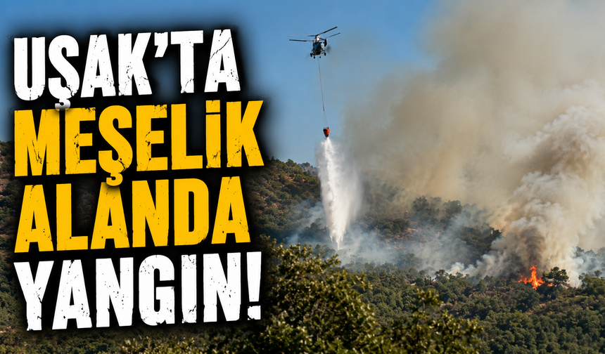 Uşak'ta meşelik alanda yangın!