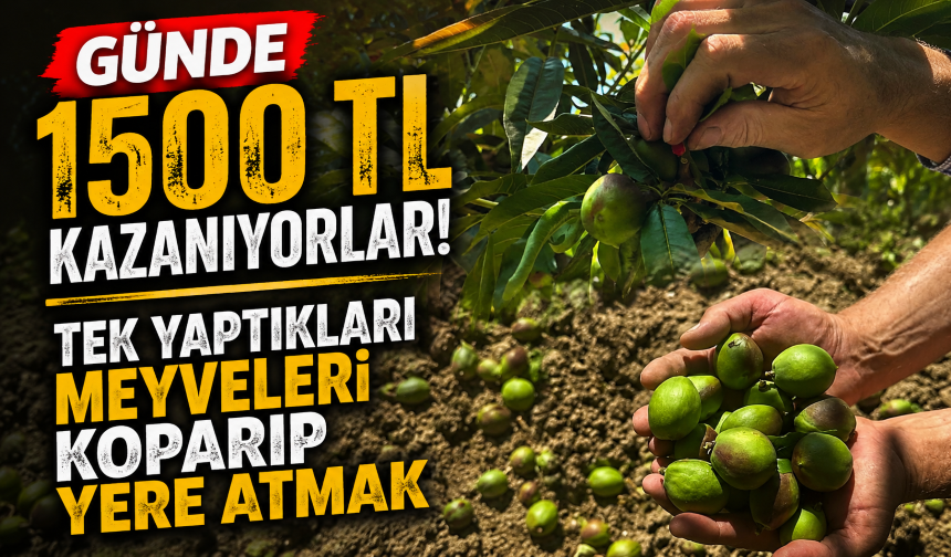 Günde 1500 TL kazanıyorlar! Tek yaptıkları meyveleri koparıp yere atmak