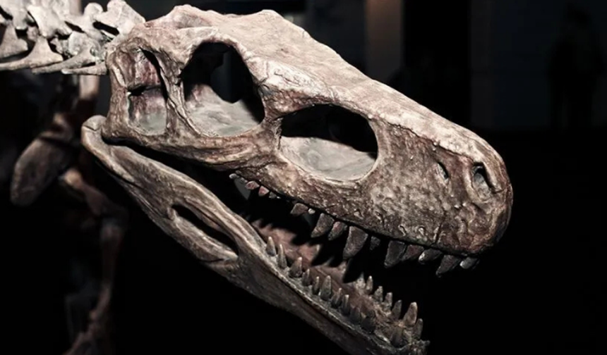 Zimbabve'de 210 milyon yıllık yeni bir dinozor türü keşfedildi