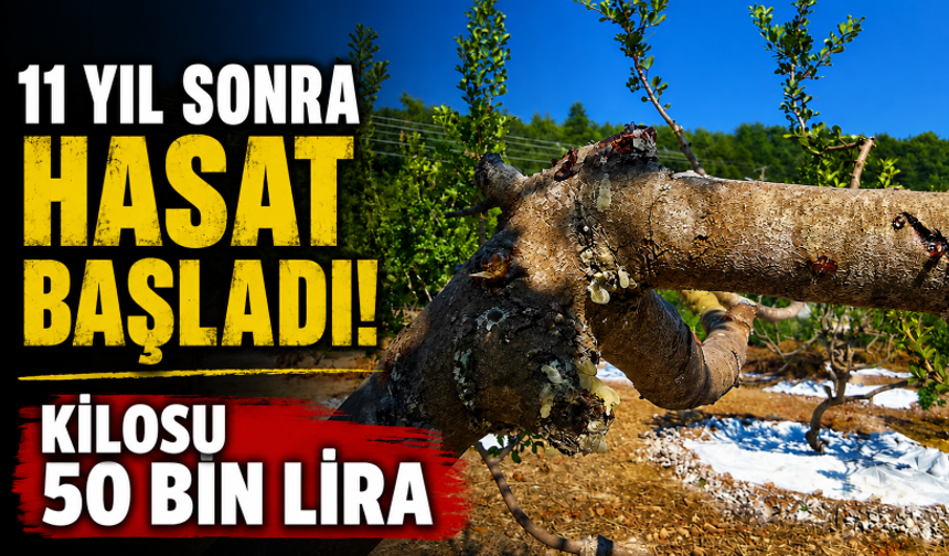 11 yıl sonra hasat başladı! Kilosu 50 bin lira