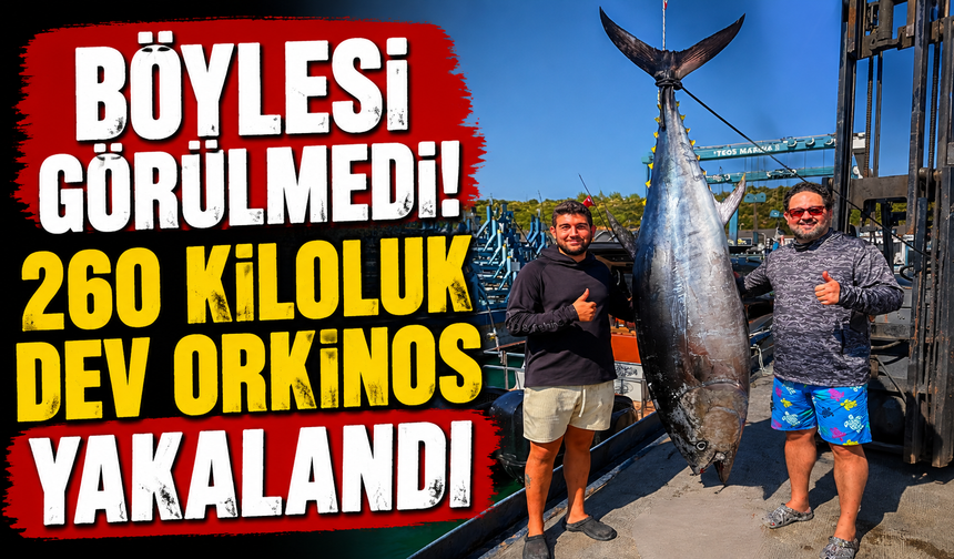 Böylesi Görülmedi! 260 kiloluk dev orkinos yakalandı