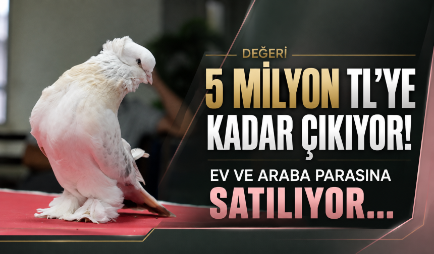 Değeri 5 milyon TL’ye kadar çıkıyor! Ev ve araba parasına satılıyor...