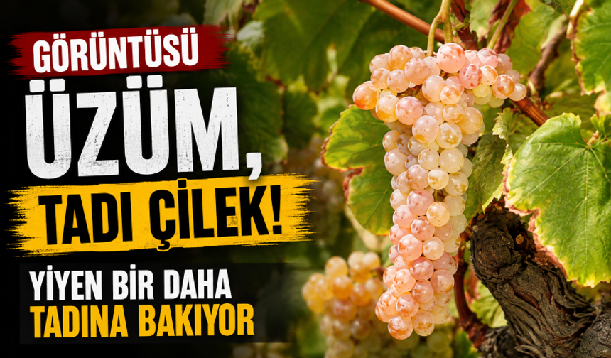 Görüntüsü üzüm, tadı çilek! Yiyen bir daha tadına bakıyor