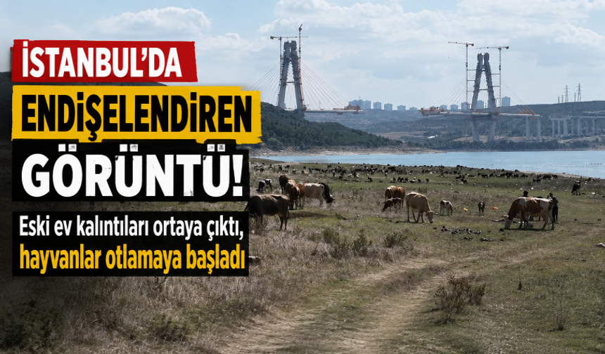 İstanbul’da endişelendiren görüntü! Eski ev kalıntıları ortaya çıktı, hayvanlar otlamaya başladı