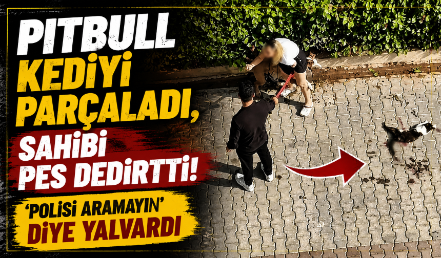 Pitbull kediyi parçaladı, sahibi pes dedirtti! 'Polisi aramayın' diye yalvardı