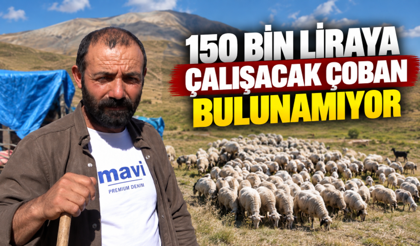 150 bin liraya çalışacak çoban bulunamıyor