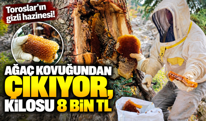 Toroslar’ın gizli hazinesi! Ağaç kovuğundan çıkıyor, kilosu 8 bin TL