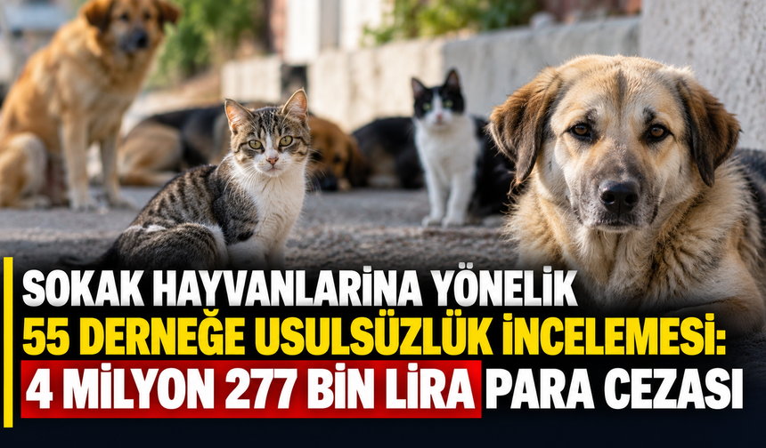 Sokak hayvanlarına yönelik 55 derneğe usulsüzlük incelemesi