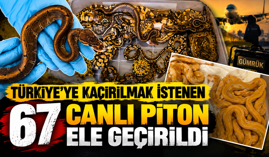 Kapıkule'de 67 canlı piton ele geçirildi