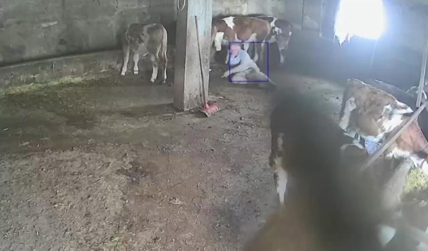 Sevmek istediği ineğinin tekmesiyle yere düştü
