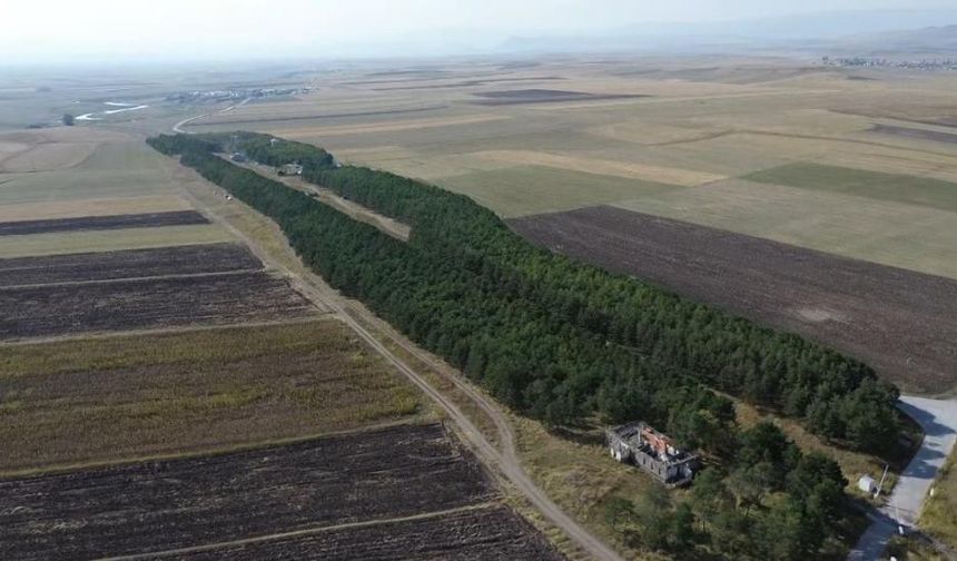 COP31'e örnek bir hikaye! 55 yıl önce diktiği fidanların ormana dönüşmesini gururla izliyor