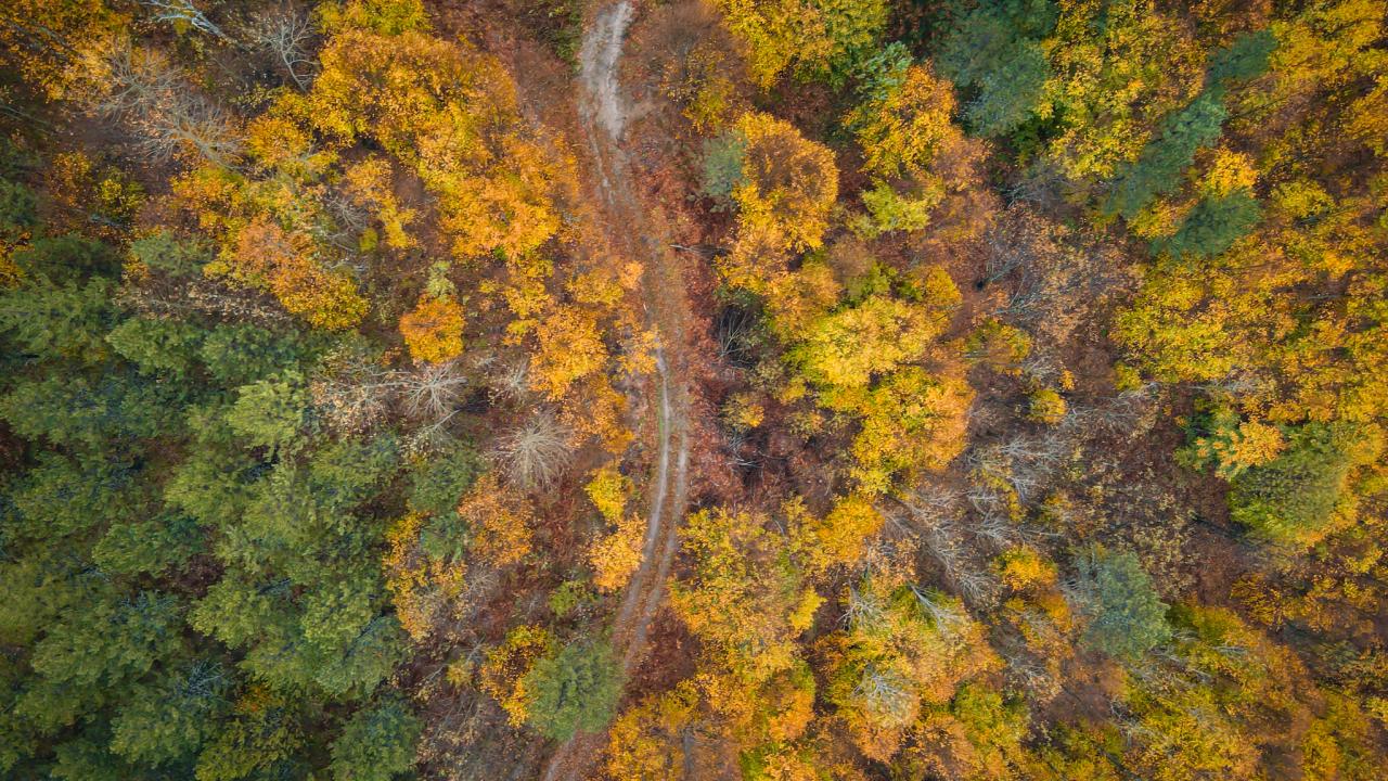 Kütahya’nın Domaniç ilçesindeki 1500 rakımlı Kocayayla Geçidi’ne çıkan virajlı yollar, sarı, kırmızı ve kahverengi tonlardaki sonbahar yapraklarıyla kaplandı.