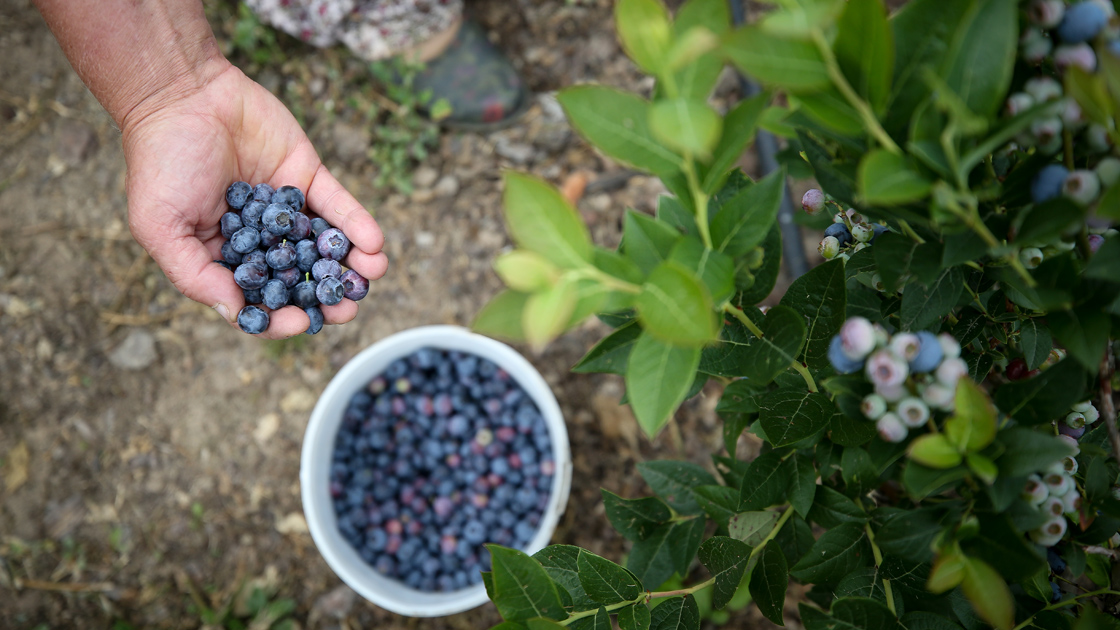 2019 Agustos Yabanmersini 5