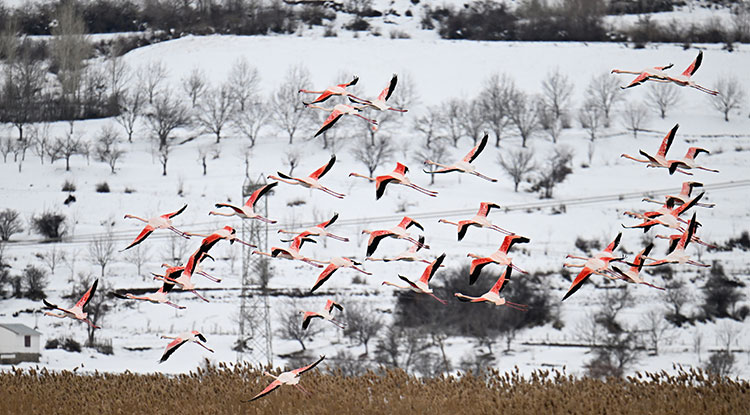 Van Gölü Havzası, Ötücü Kuğular Ve Flamingolara Ev Sahipliği Yapıyor 2