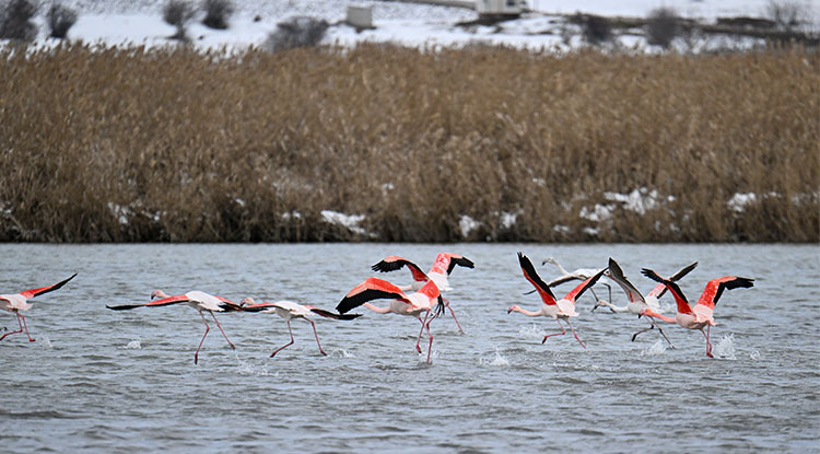 Van Gölü Havzası, Ötücü Kuğular Ve Flamingolara Ev Sahipliği Yapıyor 4