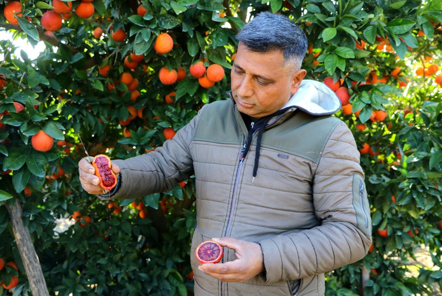 Türkiye'de 580 bin dönüm, Adana'da ise geçen yıla oranla yüzde 10 artarak 145 bin dönüm alanda üretimi yapılan portakalda bu sene dönüm başına ortalama 5 ton verim alınıyor. Yüreğir ilçesinde yetişen portakallar yurt içinde tüketilmesinin yanında Rusya’ya, Doğu Avrupa'ya ve Suudi Arabistan'a ihraç ediliyor. Bahçede fiyatlar ise 4 ile 5 lira arasında değişiyor.