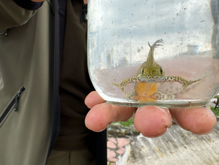 Bartın'da Kafkas Şeritli Semenderleri Tespit Edildi1