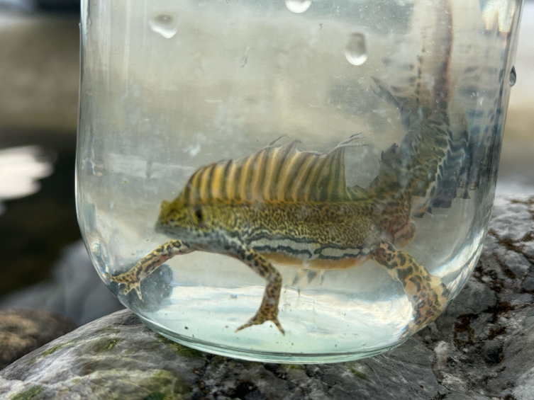 Bartın'da Kafkas Şeritli Semenderleri Tespit Edildi2