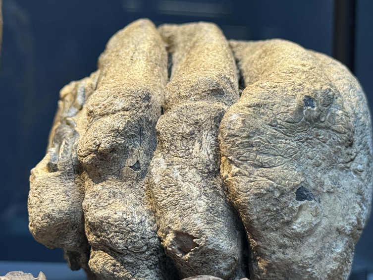 14 Yıl Önce Bulunan Mamut Fosilleri Müzede Sergileniyor1