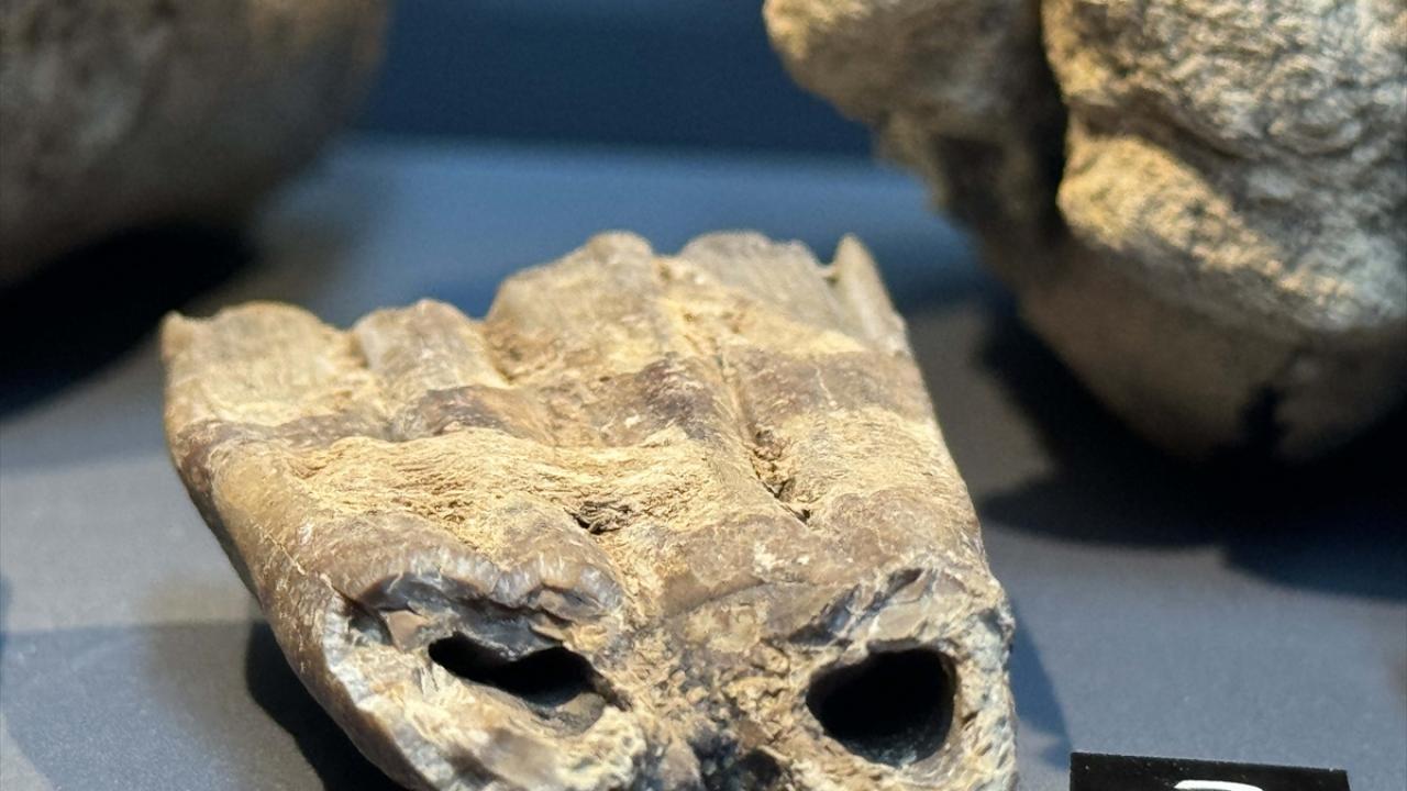 14 Yıl Önce Bulunan Mamut Fosilleri Müzede Sergileniyor3