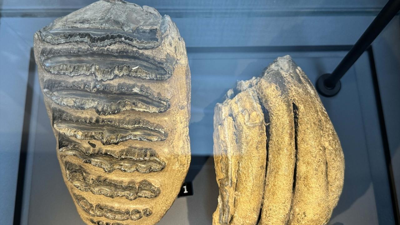 14 Yıl Önce Bulunan Mamut Fosilleri Müzede Sergileniyor5