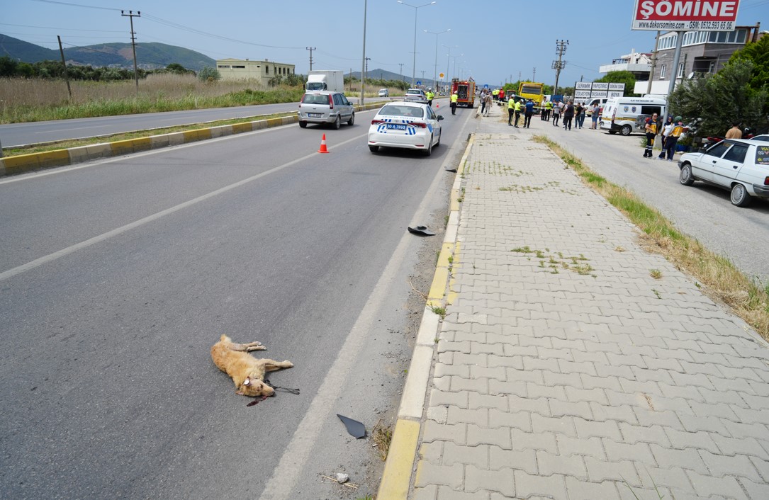 Sokak Köpeklerine Çarpmamak Için Direksiyonu Kırdı 3 Ölü, 1 Yaralı2
