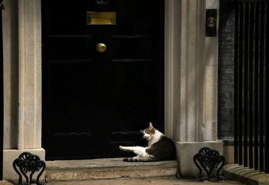 İngiltere’de Kedi Larry Beş Başkan Devirdi1