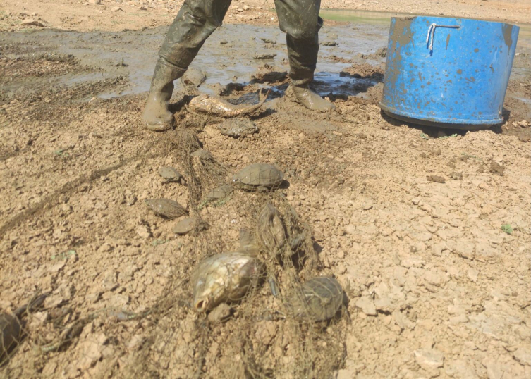 Muğla'da Kuruyan Göletteki Balıklar Kurtarıldı1