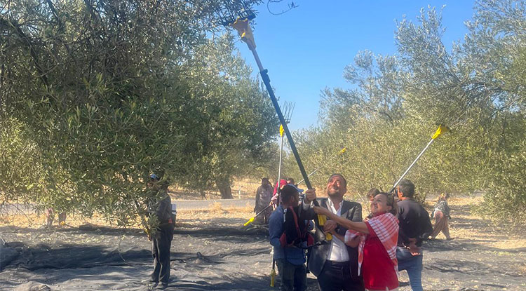 Ayvalık Uluslararası Zeytin Hasat Ve Turizm Festivali Sona Erdi 1