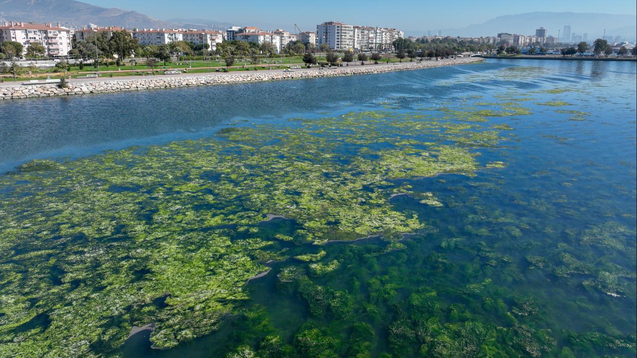 İzmir Körfezi'nde Yosun Kirliliği Yaşanıyor