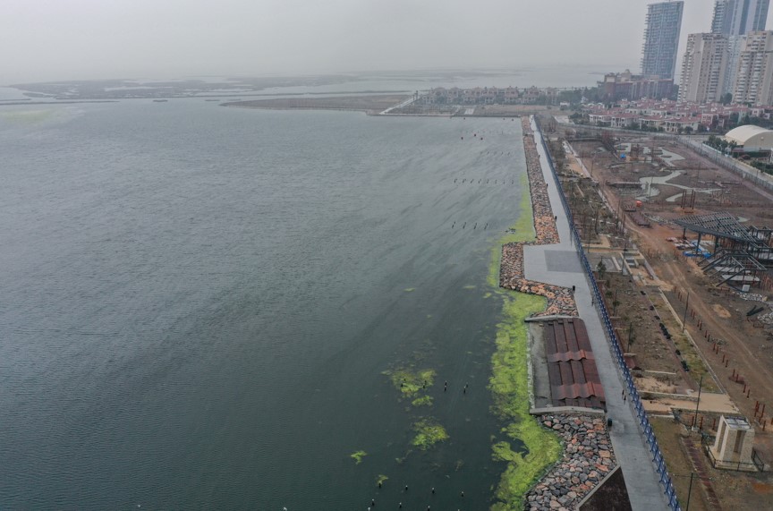 İzmir Körfezi'nde Yosun Kirliliği Yaşanıyor1