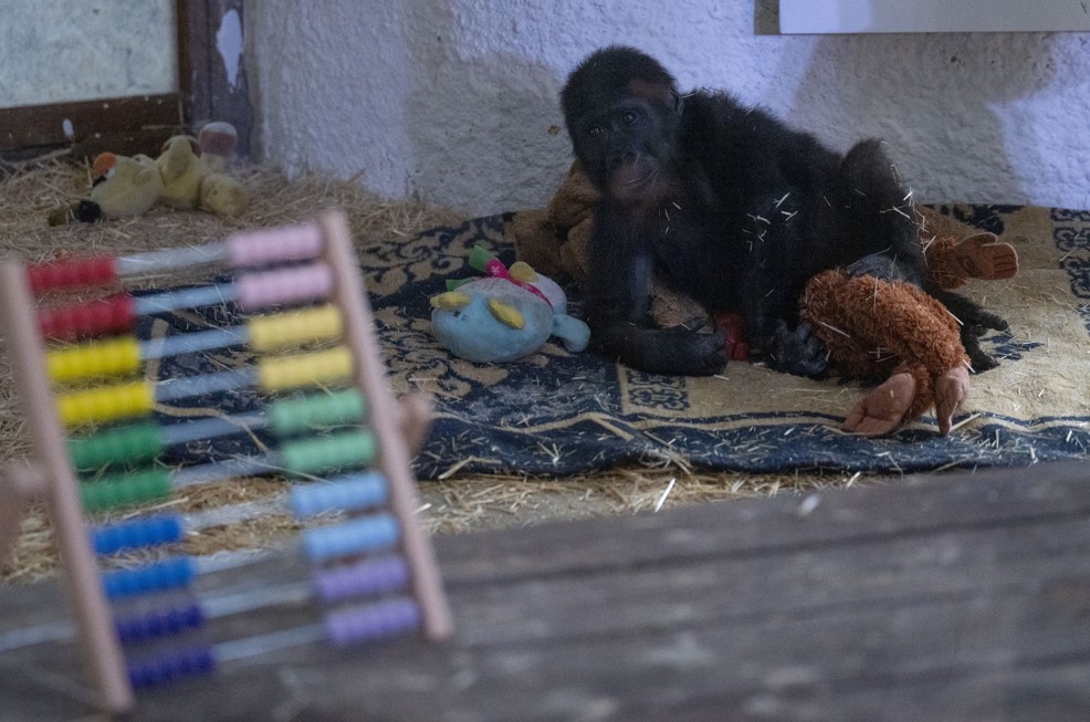 İstanbul Havalimanı'nda Yakalanan Yavru Gorilin Adı Zeytin Oldu4