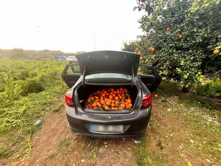 Mersin'de Bahçeye Dadanan Portakal Hırsızı Yakalandı1