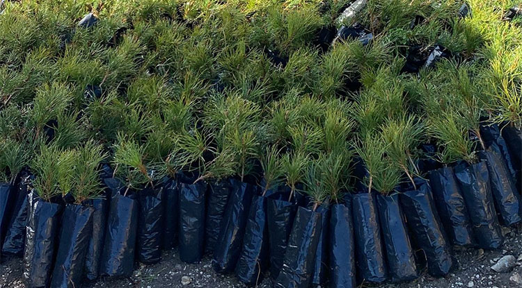 Bolu'da Yangınlarda Zarar Gören Alanlar 5 Milyon 350 Ağaçla Yeşillendirilecek 1