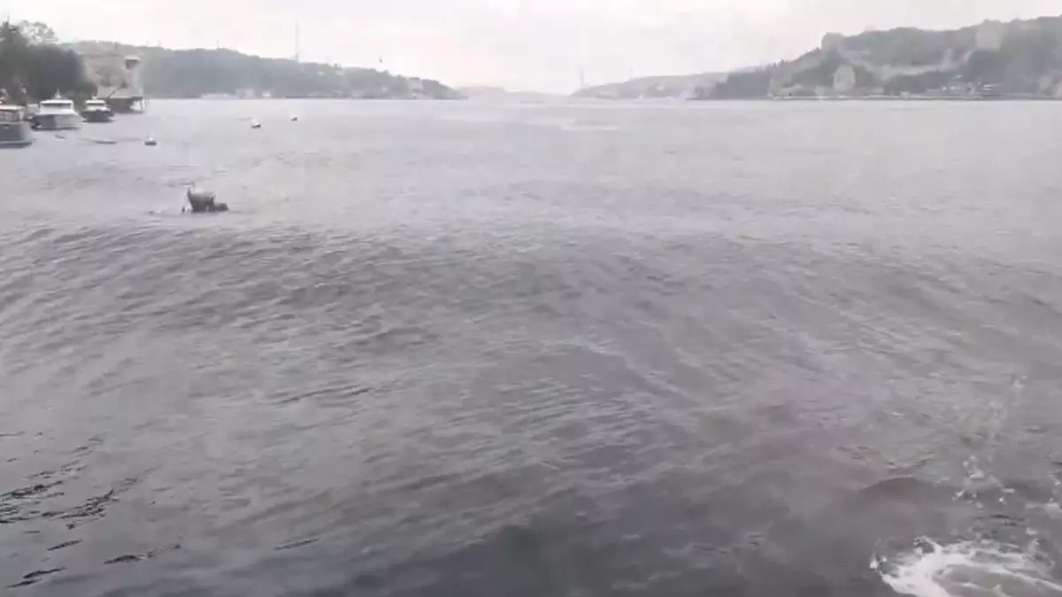Deprem sırasında İstanbul Boğazı’nda derin dalgalar oluştu Deprem sırasında İstanbul Boğazı’nda derin dalgalar oluştu