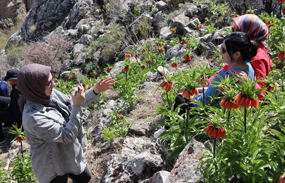 Kahramanmaraş'taki Ters Laleler Fotoğraf Tutkunlarının Ilgisini Çekiyor1