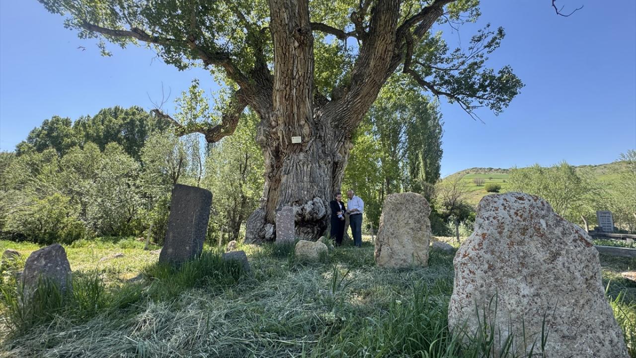 Dünyada eşi benzeri yok: 750 yıllık anıt ağacın gölgesinde yüzyıllık Türk boylarının izleri