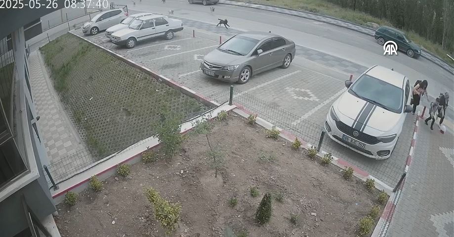 Çocuklarını okula götürürken başıboş köpek sürüsü saldırdı