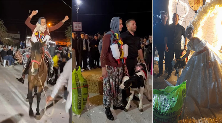 Düğünde takı yerine geline buzağı damada at hediye ettiler