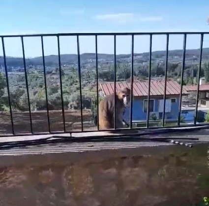 Muğla’da maymun yakalama operasyonu – Lider Haber Muğla’da maymun yakalama operasyonu – Lider Haber