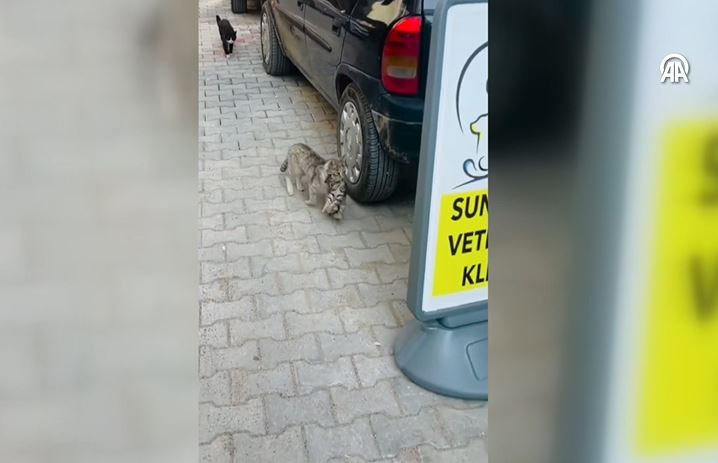 Anne kedinin ağzında getirdiği yavrusu veterinerde tedavi edildi