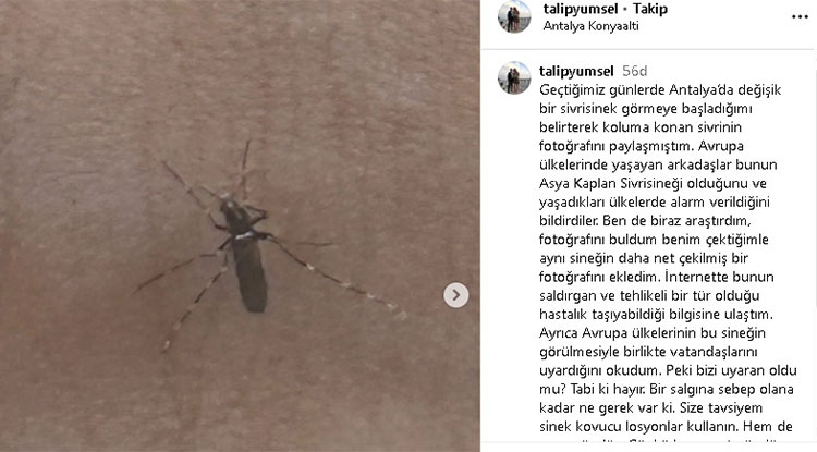 Avrupa’nın Korktuğu Asya Kaplan Sivrisineği Antalya’da Görüldü