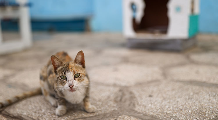Emine Erdoğan'ın Sıfır Atık Girişimi, Senegal'de Kedi Evlerine Ilham Oldu 1