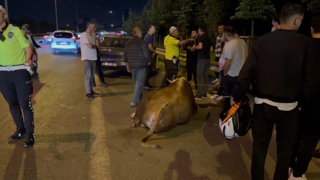 Kamyonetten Atlayan Kurbanlık Dananın Ayağı Kırıldı