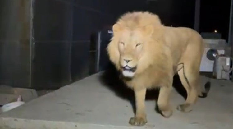 Aslan Saldırısına Uğrayan Adam Tedavisinin Ardından Taburcu Oldu 1