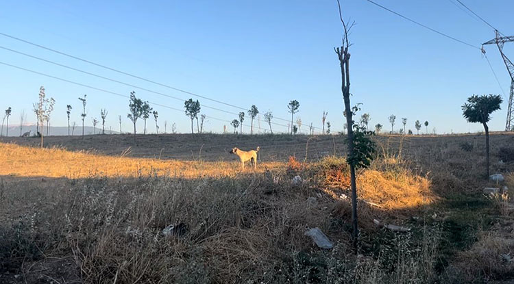 Bursa Da Işe Giden Kadın Köpeklerinin Saldırısına Uğradı 2