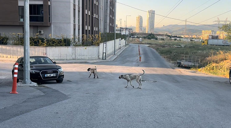 Bursa Da Işe Giden Kadın Köpeklerinin Saldırısına Uğradı 3