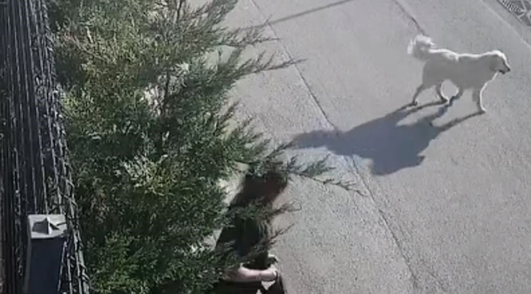 Bursa Da Işe Giden Kadın Köpeklerinin Saldırısına Uğradı 5