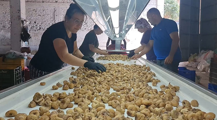 Incir Hasatında Işçi Maaşı 90 Bin T L Oldu 2